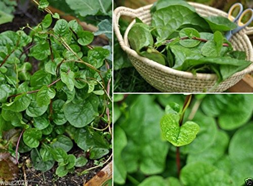 Miniatura 2 de Espinaca Malabar Roja Callo De Hoja Gruesa De Guyanés Vid De Crecimiento Rápido  100 Semillas