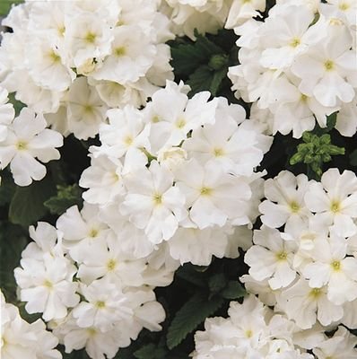 Creative Farmer Flower Seeds : Verbena Dwarf White Flower Seeds Garden [Home Garden Seeds Eco Pack] Plant Seeds