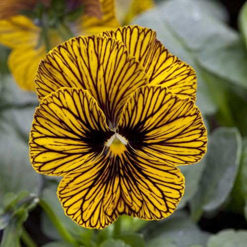 Eden Brothers Viola Seeds - Tiger Eye Yellow