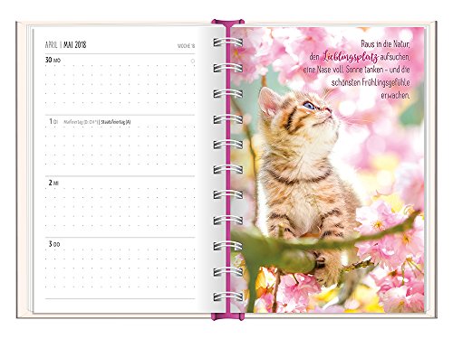 Samtpfoten 2018 Terminplaner