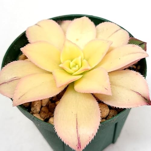 多肉植物 キウイ アエオニウム属 カット小苗 多肉植物 多肉 寄せ植え 鉢植え 増やし方
