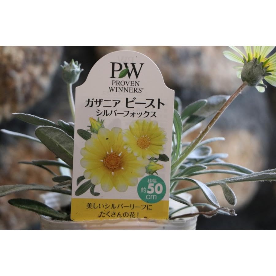花まるハピ　GOAブラック＆シルバー　ディナー　３種×各5 花まるハピ GOAブラック＆シルバー ディナー 3種×各5 花まるハピ