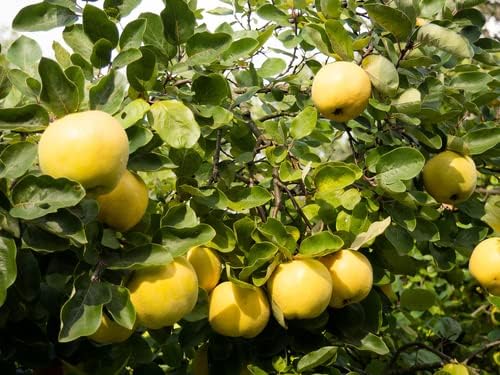 Miniatura 2 de 20 semillas de membrillo, 20 semillas