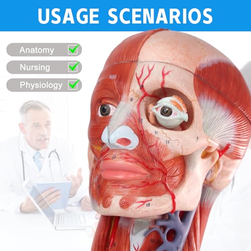 Image of 2026 New 10 Parts Life Size Human Head and Neck W /Brain Model, Numbered Anatomical Head and Neck Muscle with Vessels Nerves and Brain Model for for Medical Teaching Science Learning Education Tool