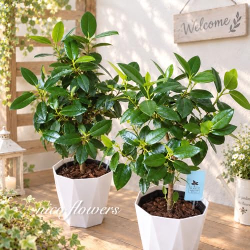 観葉植物 フランスゴムの木」の人気商品一覧・価格比較 - 価格.com