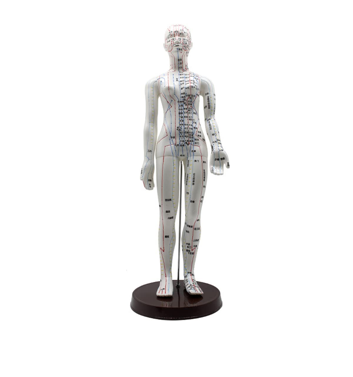 Acupuncture and Muscle Anatomical Male Model , Human Muscle Skeleton Anatomical Model - Male Acupuncture Model with Acupuncture Points - for Learning Meridians and Acupoints (Size:woman,Color:A)