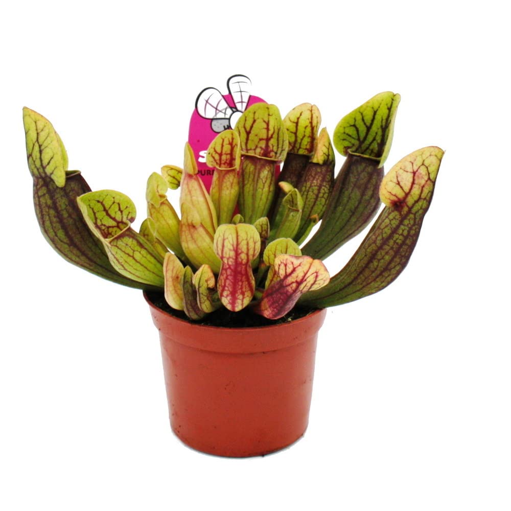 Schlauchpflanzen-Trio 3 verschiedene Sarracenia-Pflanzen im Set Fleischfressende Pflanzen 9cm Topf