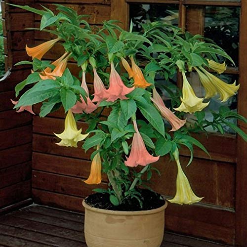 TENGGO Egrow 50 Pcs/Bag Brugmansia Graines Ange Trompette Jaune Brugmansia Graines Énorme Parfumé Trompette Fleurs Graines Nain Brugmansia Ange Trompettes Bonsaï Fleur Parfumé Jaune Fleurs Graines Cover