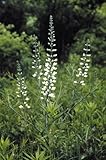 50 White Wild Indigo (False Indigo) Baptisia Alba Flower Seeds