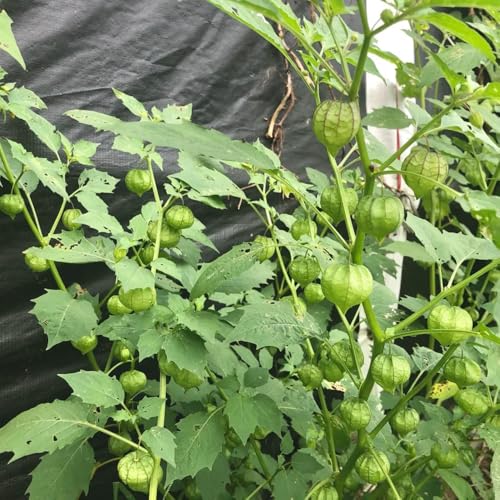 semi di physalis resistenti da giardino resistenti perenni di bacche andine di uva spina del Capo, balcone, decorazione 300pcs