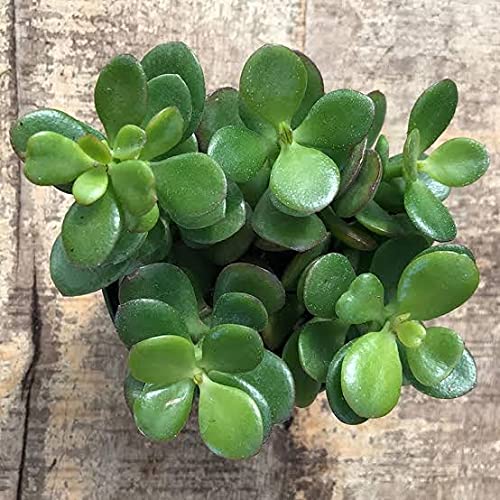 Balbasau Live Jade Plant Crassula Ovata Lucky Plant Money Plant Money Tree (B0CH53VWJR) Amazon Price History, Amazon Price Tracker