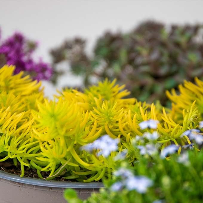 Sedum