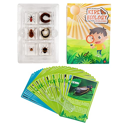 Ejlifebox EJL-CBKA-6P 6 Pcs Resin Insect Specimen Set, Millepede, Centipede, Dragonfly Larvae, Tea Seed Bug, Red Longhorn Beetle, Spiny Spider, Science Education Toy thumb #4