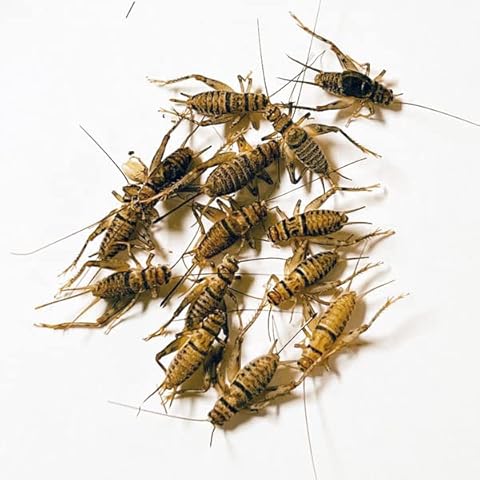NutriCricket 110 Live Banded Crickets (Large (3/4" +)) Cover