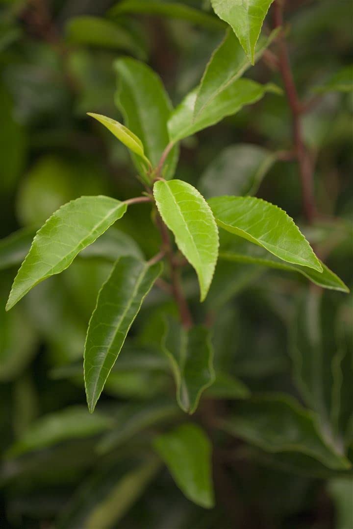 Prunus lusitanica 175-200 cm - Portugiesischer Kirschlorbeer, immergrn,  ideal als Hecke, pflegeleicht, winterhart : Amazon.de: Garten