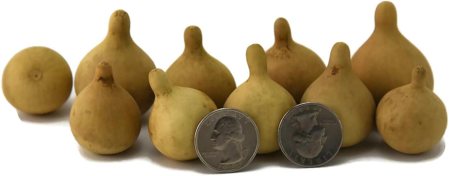 Crafters Dream Box of 20 dried gourds - Small Tennessee Spinner - Hand grown and Everlasting