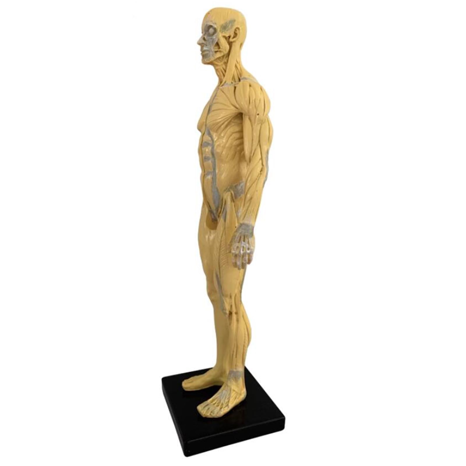 Model Anatomiczny Człowieka - 11-Calowa Figurka Anatomiczna Człowieka - Ecorche I Skóra, Czaszka, Głowa, Ciało, Mięśnie, Kość, Model Żywiczny Do Nauczania I Edukacji, B,C