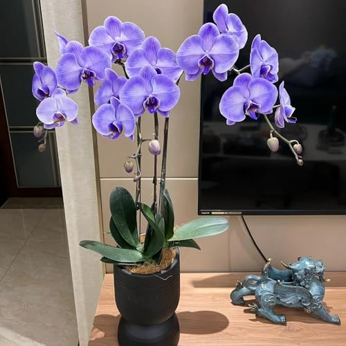 phalaenopsissamen winterharte garten phalaenopsis orchideen herbst deko,...