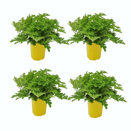 Geranio Insecticida |Pack 4 Plantas | Plantas Antimosquitos | Geranios Repelentes Insectos