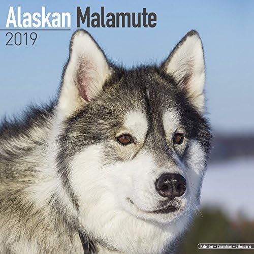 Alaskan Malamute Calendar - Dog Breed Calendars - 2018 - 2019 Wall Calendars - 16 Month by Avonside