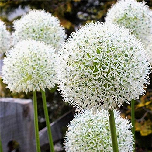 VISHWASAI Giant Allium Giganteum Flower Beautiful Garden Courtyard Plant Seed 100 PCS Color1
