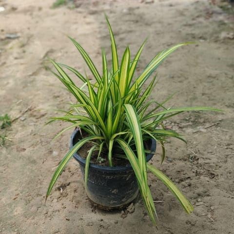 Bedroom Plants Pandanus/Screwpine Variegated in 8 Inch Nursery Pot-image-44