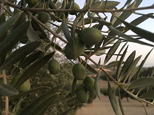 Oleosur Extra Virgin Olijfolie Picual Topkwaliteit van Spanje Andalusië Jaén Kan 5 liter - Image 7