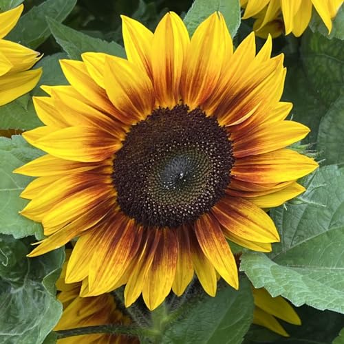Sunflower Orange Mahogany F1 Seeds - Semi-Dwarf Variety for Abundant Blooms, Cut Flower Excellence, and Versatile Planting - 1x Seed Packet by Thompson & Morgan