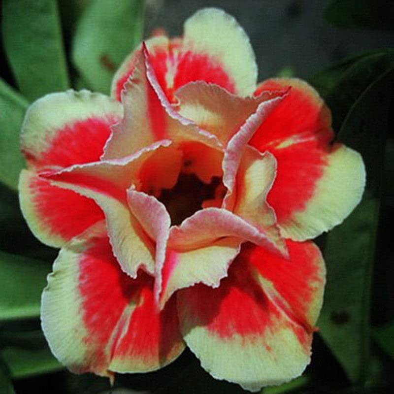 Dejestqoo Adenium Flower Plant Hybrid Multi Color Live Plant (B0BHTN65FM) Amazon Price History, Amazon Price Tracker