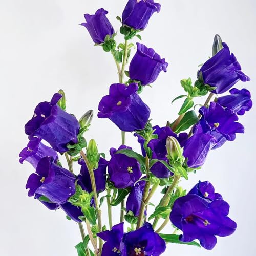 Semillas de campanilla - Las de jardín son resistentes Campánula mediana - de balcón resistentes 900pcs