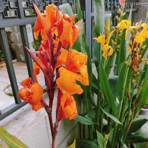 3 pcs Canna Knollen Kaufen Blumen Geschenk, Deko Wohnzimmer Knollen Canna Pflanzen Winterhart Gartenarbeit Blumendeko Gartenpflanzen Bonzai Blumen Geschenk Exotische Pflanzen Winterhart