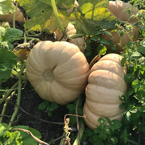 David's Garden Seeds - Long Island Cheese Pumpkin