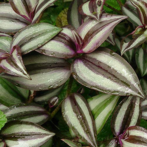 Trailing Purple Wandering Jew Starter Plant