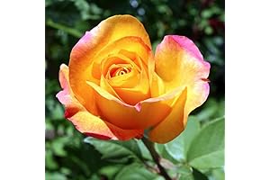 Gold Rose Plant: Ready-to-Plant Beauty for Your Garden