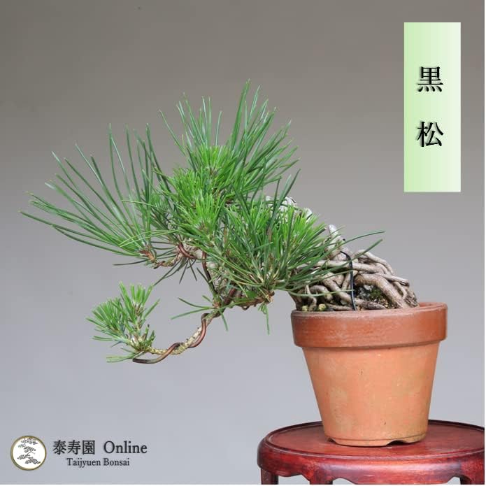 超目玉 黒松 小品盆栽 根上り懸崖づくり Rachelbaptista Com Br