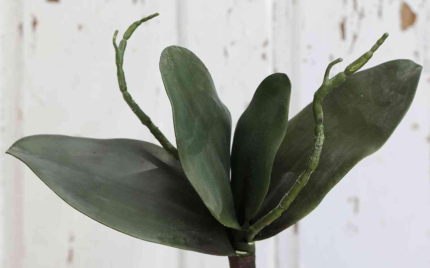 Foglie Di Orchidea Artificiali Europalms, In EVA Soft Touch, Verdi, Con Radici E Filo, Altezza 45 Cm, 8 Foglie