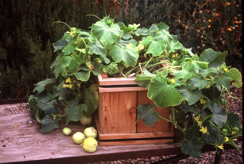 Lemon Heirloom Cucumber Seeds