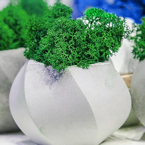 Fivtsme Muschio Artificiale, Muschio Stabilizzato