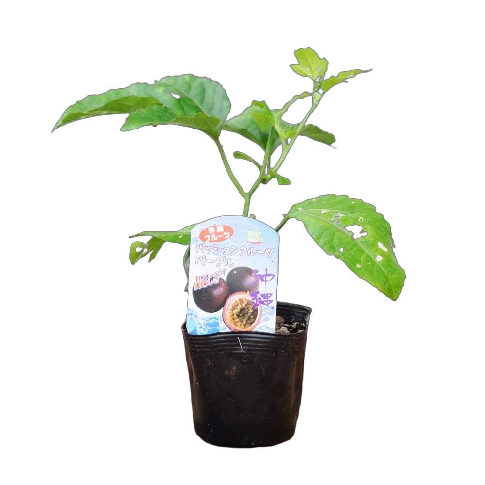 パッションフルーツの苗問い合わせ Amazon.co.jp: パッションフルーツ 【パープル】 3.5号 ポット苗