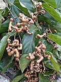MOCCUROD 30pcs Japanese Raisin Tree Edible Fruit Oriental Honey Flowers Hovenia Dulcis Seeds