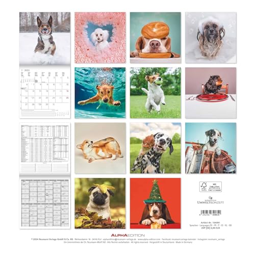 Alpha Edition - Funny Dogs 2025 Broschürenkalender, 30x30cm, Wandkalender mit Platz für Notizen und Termine, lustige Hunde-Motive, Monatsübersicht und Ferientermine DE/AT/CH