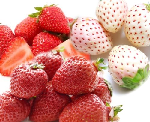 いちごの 食べ比べ 4品種×1パック[2025年12月上旬発送開始](茨城県共通品:大子町) いちご 苺 果物 フルーツ 果実