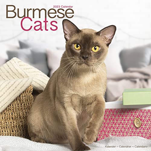 Burmese Cat Calendar - Calendars 2022 - 2023 Wall Calendars - Cat Calendar - Animal Calendar - Burmese Cats 16 Month Wall Calendar by Avonside