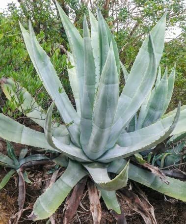 Amazon｜【種子】Agave Americana ◇アガベ・アメリカーナ/アオノ 