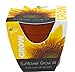Buzzy? Sunflower Grow Kit