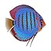 Symphysodon aequifasciatus, The Blue Discus Aquarium Fish 4 inch Black Indoor Outdoor Vinyl Decal