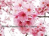  Bloom blomma fotobok i Japan. (Swedish Edition)