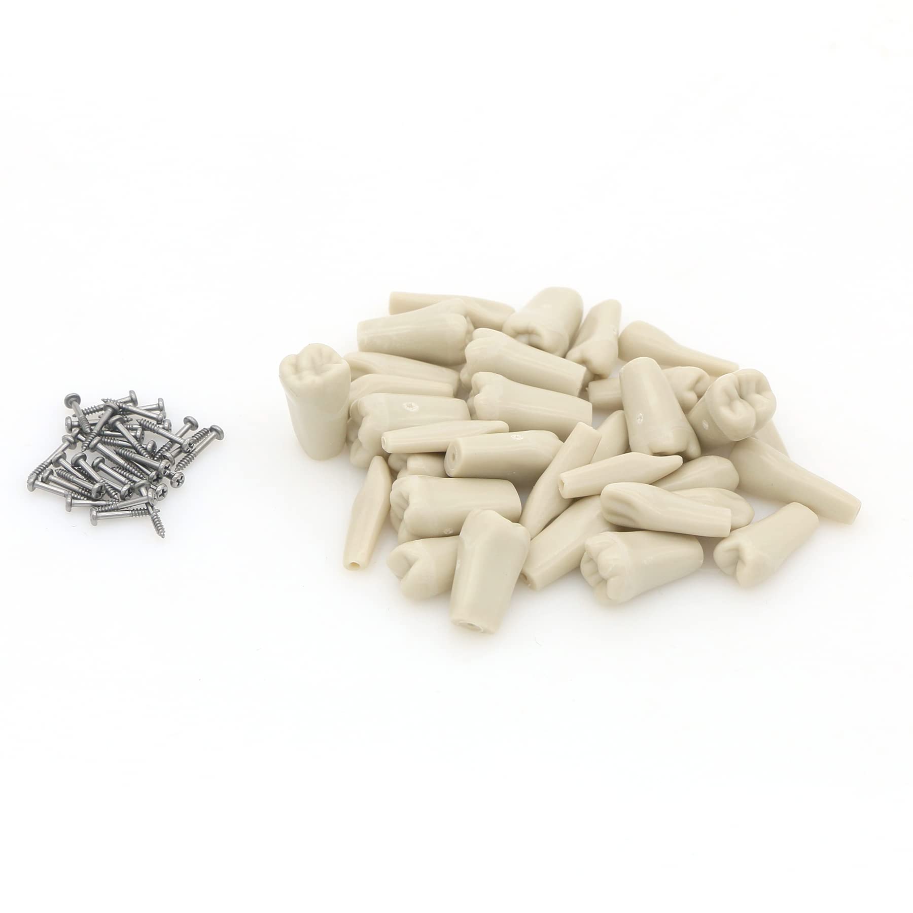 Bulunde Dental Typodont Practicing Teeth Model Fit Columbia 860 Type (T8030 32 Reserve Teeth Columbia 860 Type)