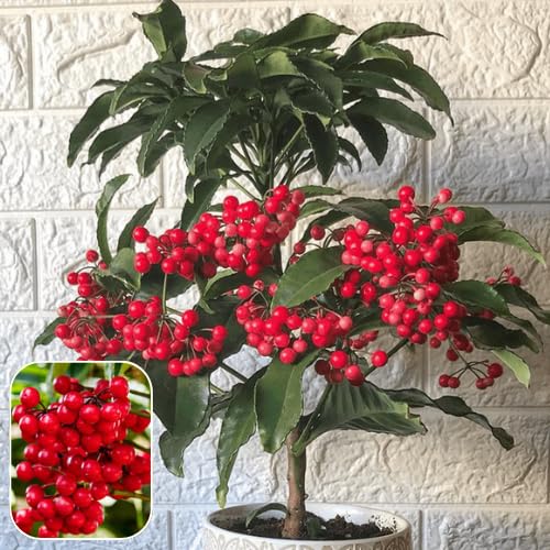 ZXXYANBI Coral Ardisia (Ardisia crenata),Coral Berry or Christmas Berry, Red berries. Live Plant (Height 1-2 Feet) Tree With Fruit, Plant For Bedroom, Office, Home, & Graden Decor Arrange The Event