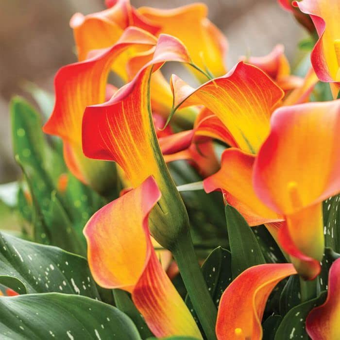 Zantedeschia Calla Lily Big Size Flower Bulbs for Home Gardening Pack of 2 bulbs By Zabbus orange-image-6